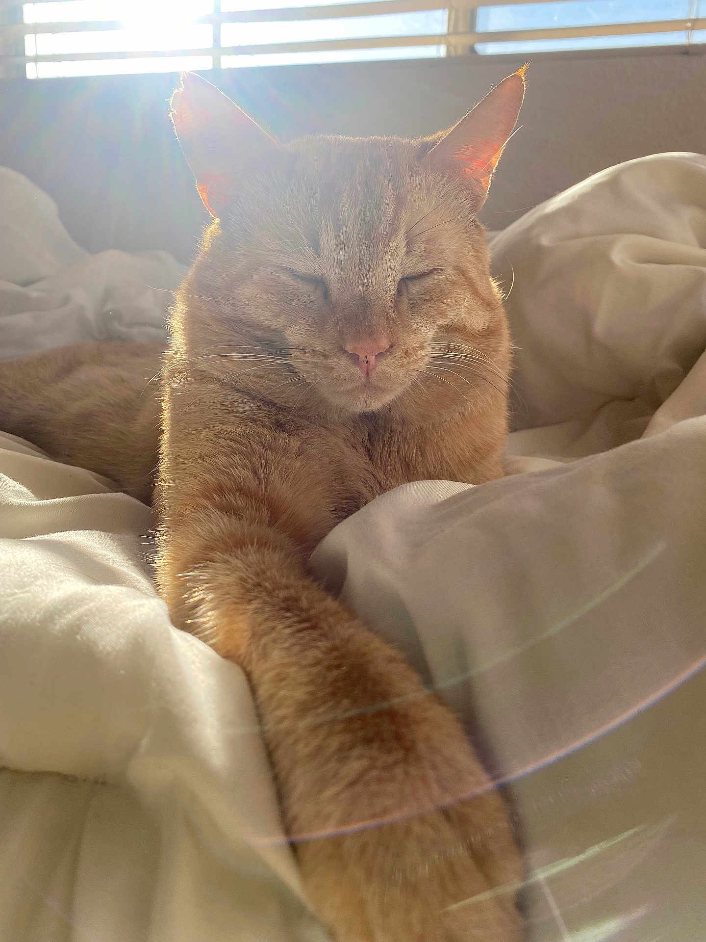 Simba joined the competition — help win amazing prizes! cat, orange_tabby, sleeping, sunlight, sunflare, bed, blanket, cozy, indoor, pet, feline, whiskers, ears, relaxed, stretching, soft, comfort, nap, window, warm
