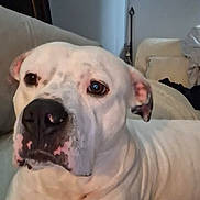 Byrd is registered to the contest to win money with this photo: dog, white_dog, indoor, couch, pet, close_up, animal, resting, calm, living_room, furniture, canine, domestic_animal, ears, nose, face, fur, spot, comfort, portrait