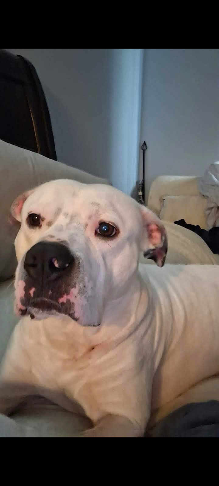 Byrd is registered to the contest to win money with this photo: dog, white_dog, indoor, couch, pet, close_up, animal, resting, calm, living_room, furniture, canine, domestic_animal, ears, nose, face, fur, spot, comfort, portrait