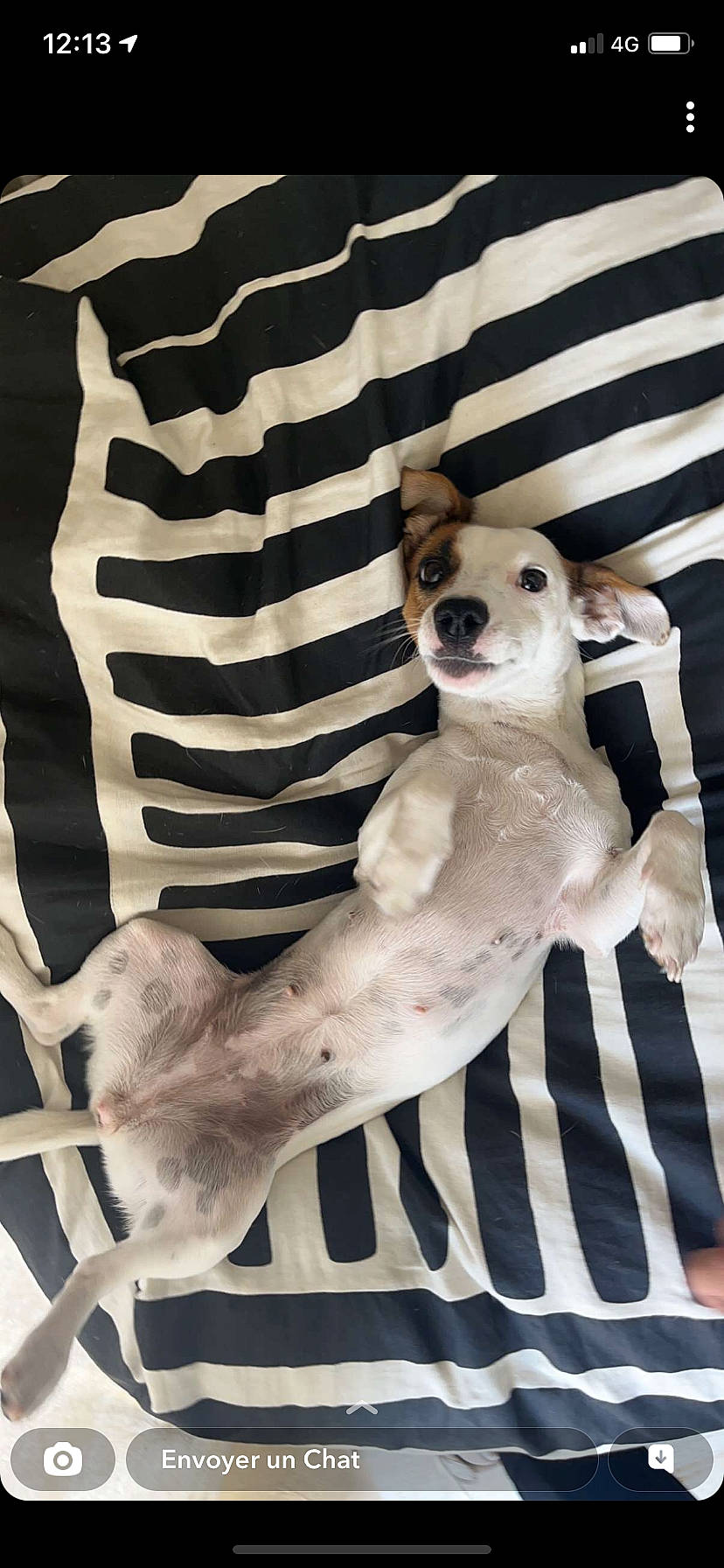 Masha a rejoint le concours — aidez-le/la à gagner de superbes lots ! canidae, carnivore, comfort, companion_dog, dog, dog_breed, fawn, felidae, fur, grey, monochrome, sleeve, snout, sporting_group, tail, textile, toy_dog, whiskers, white, working_animal