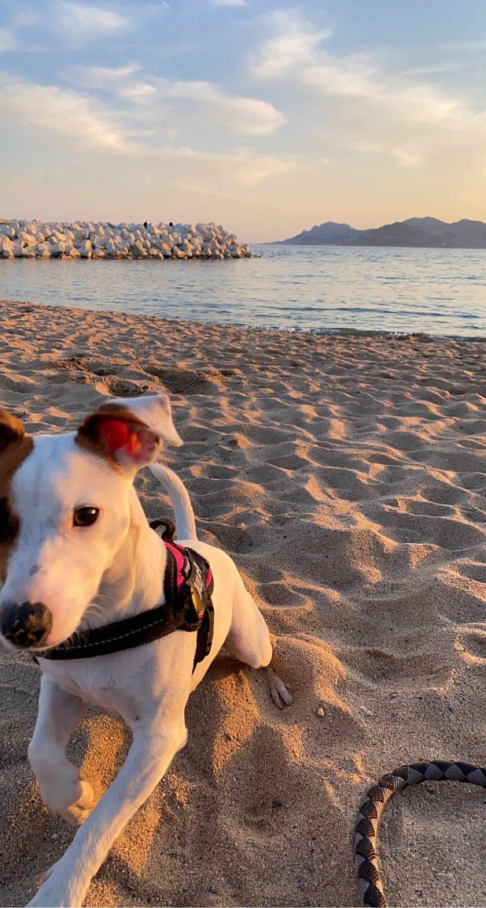 Masha participe au concours pour gagner de l'argent avec cette photo : beach, carnivore, cloud, collar, companion_dog, dog, dog_breed, dog_collar, fawn, happy, horizon, lake, light, morning, pet_supply, shore, sky, summer, water, working_animal