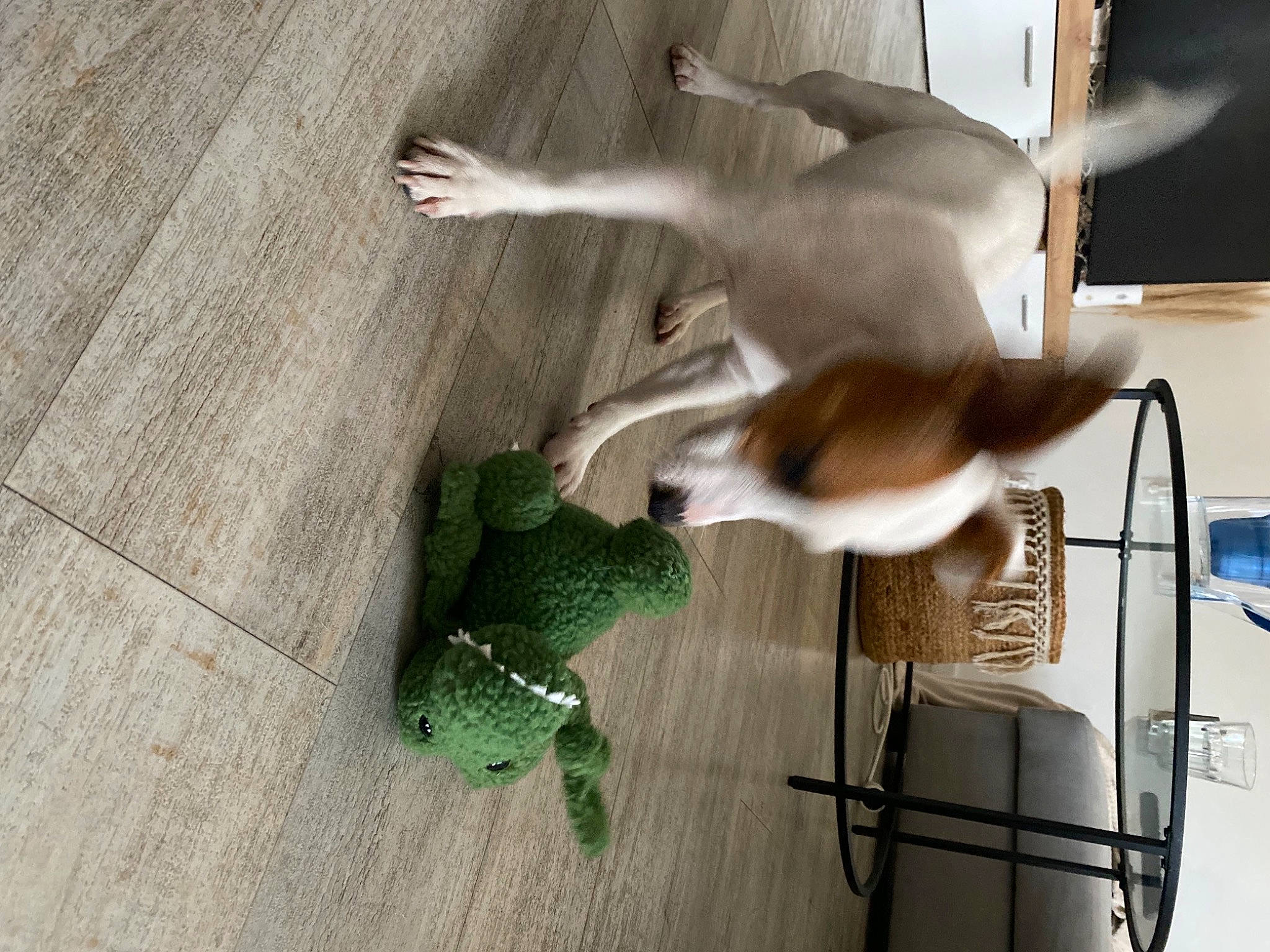 Masha a rejoint le concours — aidez-le/la à gagner de superbes lots ! chair, comfort, companion_dog, dog, dog_breed, felidae, floor, flooring, fur, hardwood, pattern, room, small_to_medium_sized_cats, stuffed_toy, tail, toy, wood, woven_fabric