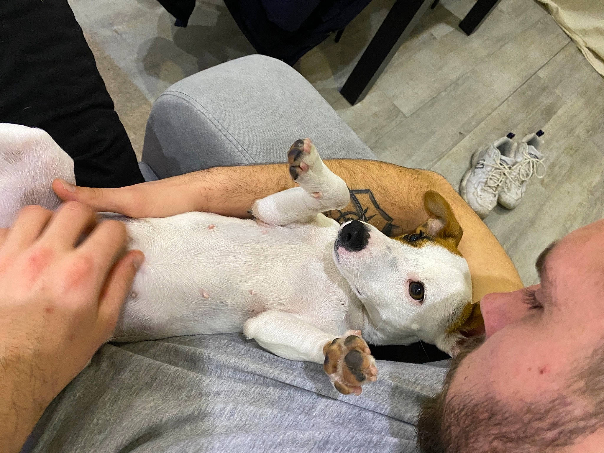 Masha a rejoint le concours — aidez-le/la à gagner de superbes lots ! carnivore, comfort, companion_dog, dog, dog_breed, ear, fawn, felidae, finger, fur, hand, human_leg, knee, linens, nail, plush, small_to_medium_sized_cats, snout, stuffed_toy, toy