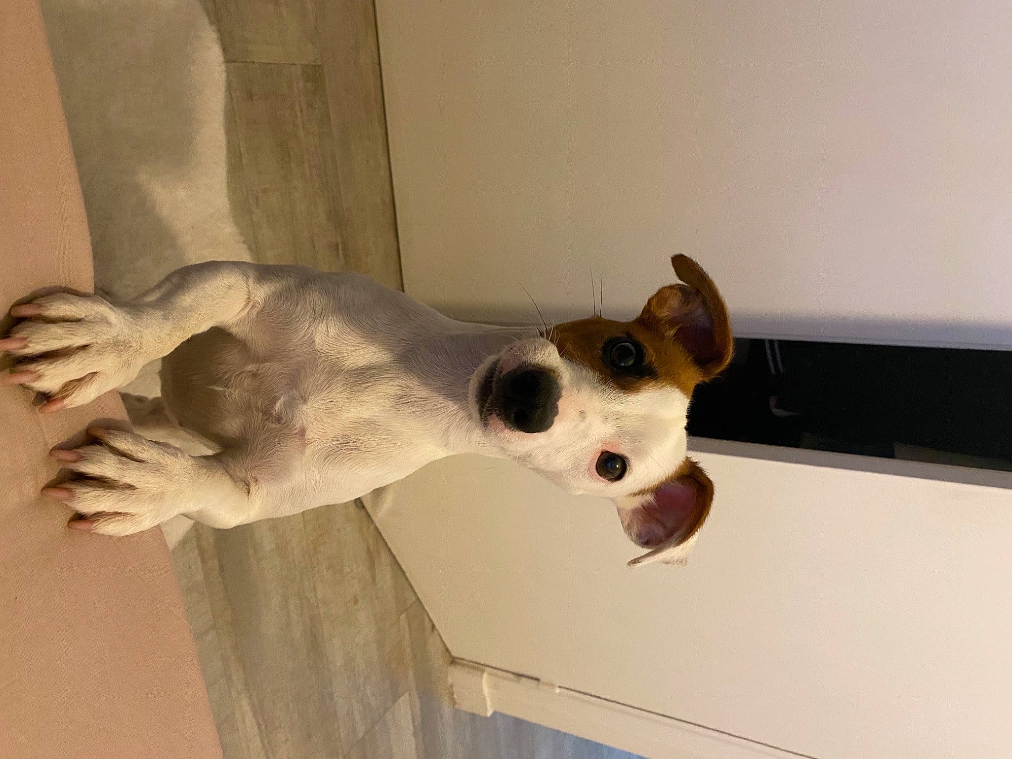 Masha a rejoint le concours — aidez-le/la à gagner de superbes lots ! art, bone, canidae, carnivore, collar, companion_dog, dog, dog_breed, door, fawn, jaw, pet_supply, plaster, sculpture, snout, sporting_group, tail, whiskers, wood, working_animal