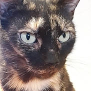 Maya a rejoint le concours — aidez-le/la à gagner de superbes lots ! cat, tortoiseshell, close_up, pet, animal, feline, whiskers, ears, eyes, fur, indoor, portrait, looking_away, cute, mammal, domestic_animal, face, nose, sitting, focused