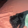 affenpinscher, animal, bed, bedroom, blanket, canine, cockerspaniel, couch, cushion, dog, furniture, homedecor, indoors, person, pet, puppy, quilt, room, sleeping, terrier