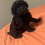 affenpinscher, animal, canine, cockerspaniel, dog, papillon, pet, poodle, puppy, terrier