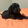 affenpinscher, animal, canine, cockerspaniel, dog, papillon, pet, poodle, puppy, terrier