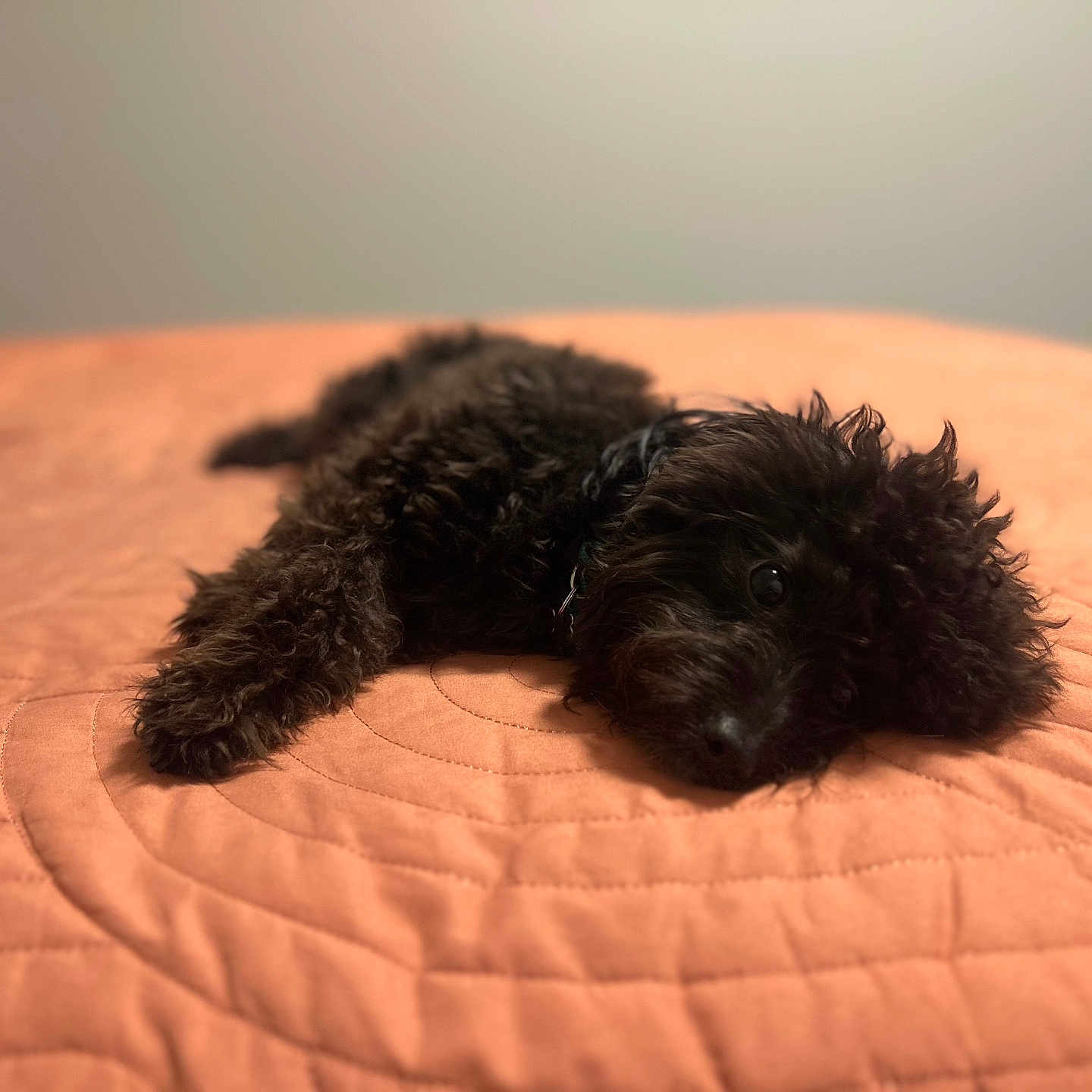 Ruby is registered to the contest to win money with this photo: affenpinscher, animal, bed, bedroom, canine, cockerspaniel, dog, furniture, indoors, pet, poodle, puppy, room, terrier