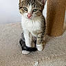 animal, cat, cat_tree, cute, ears, feline, fur, green_eyes, indoor, kitten, pet, pink_nose, scratching_post, sitting, small, soft, tabby, whiskers, white_fur, young