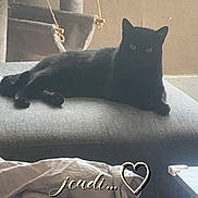 Cachou participe au concours pour gagner de l'argent avec cette photo : black_cat, cat, pet, feline, indoor, cushion, blanket, furniture, relaxing, resting, cozy, home, animal, cute, domestic, soft_light, neutral_colors, lounging, window_light, text_overlay