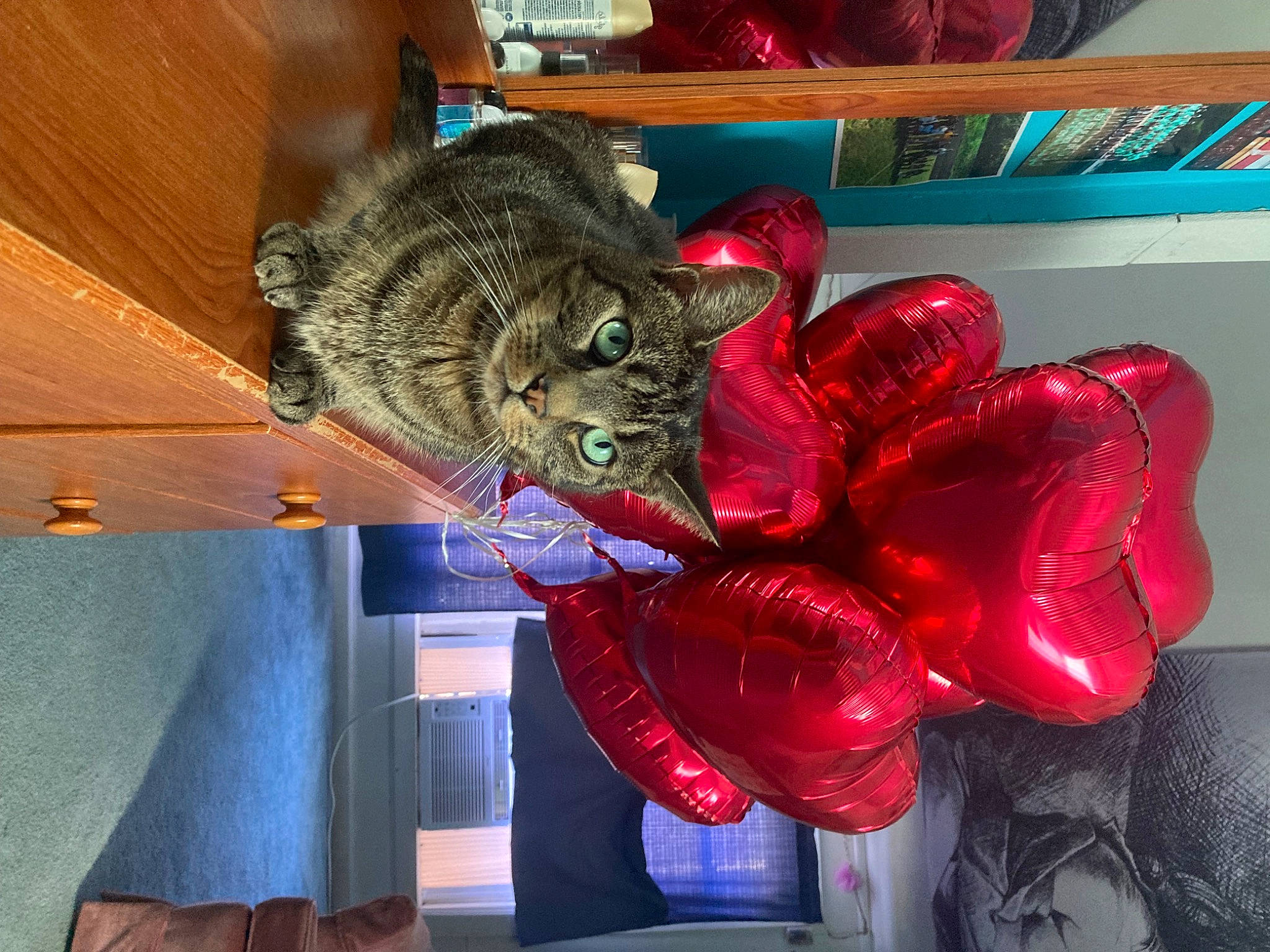 Baxter Rain joined the competition — help win amazing prizes! art, balloon, carmine, carnivore, cat, domestic_short_haired_cat, felidae, fur, holiday, magenta, room, small_to_medium_sized_cats, tail, toy, visual_arts, whiskers, wood