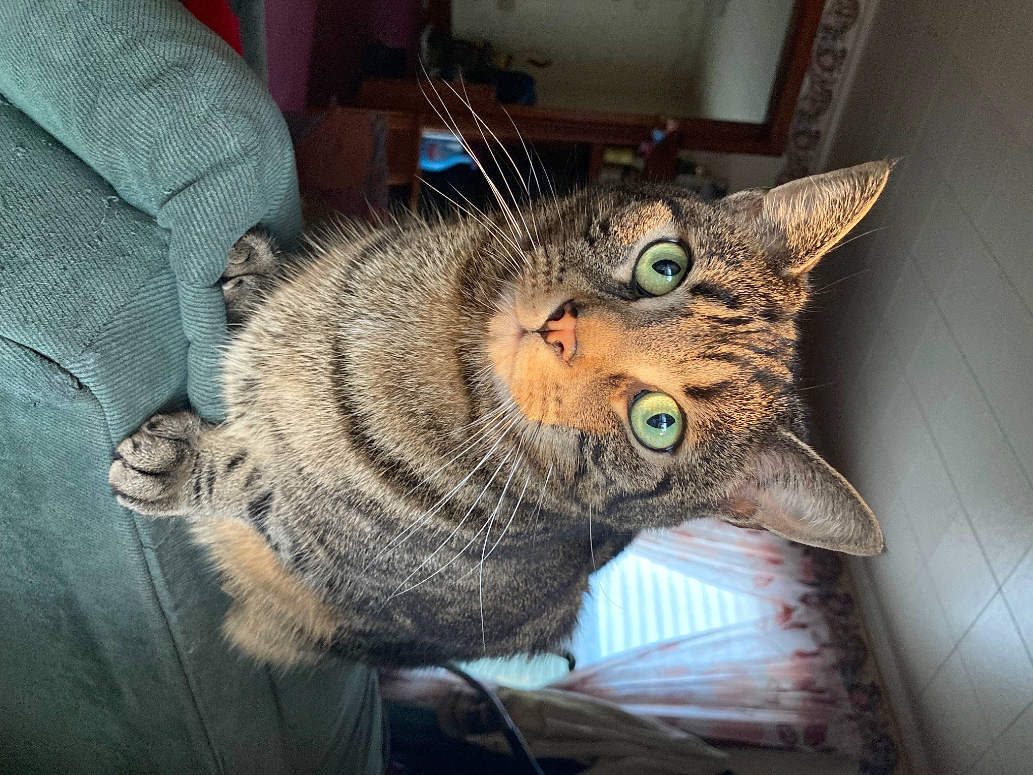 Baxter Rain joined the competition — help win amazing prizes! art, carnivore, cat, chair, claw, comfort, domestic_short_haired_cat, ear, felidae, fur, paw, small_to_medium_sized_cats, snout, tail, terrestrial_animal, whiskers, wildlife, window