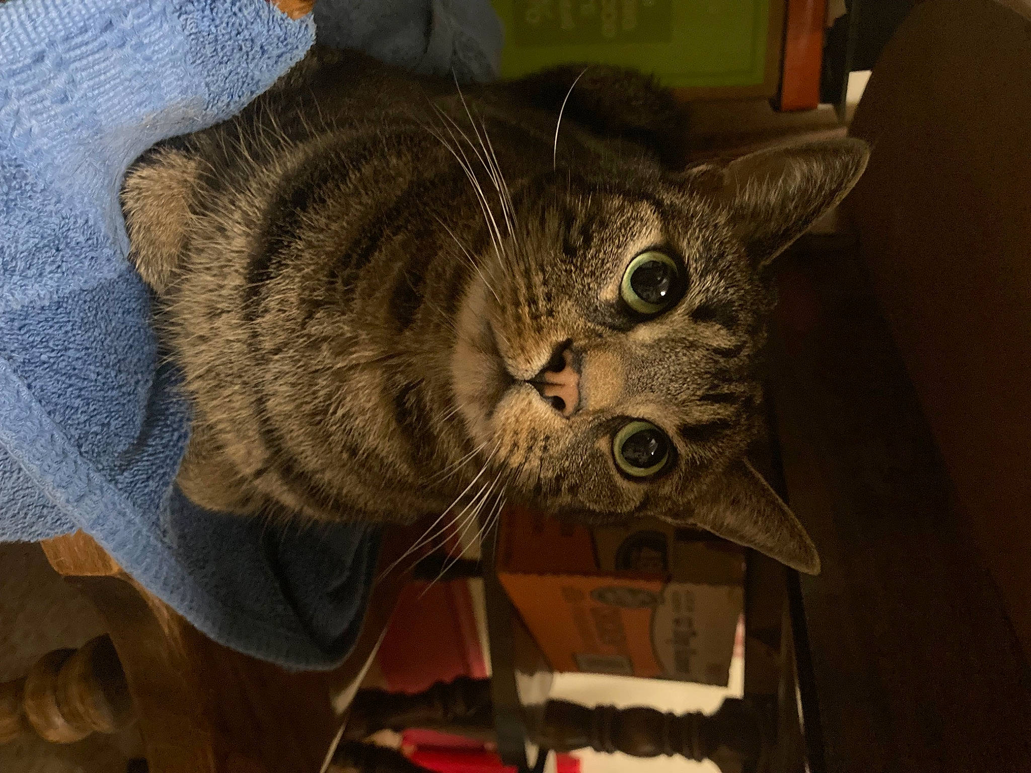 Baxter Rain is registered to the contest to win money with this photo: carnivore, cat, comfort, domestic_short_haired_cat, ear, felidae, fur, paw, small_to_medium_sized_cats, snout, tail, whiskers, wood