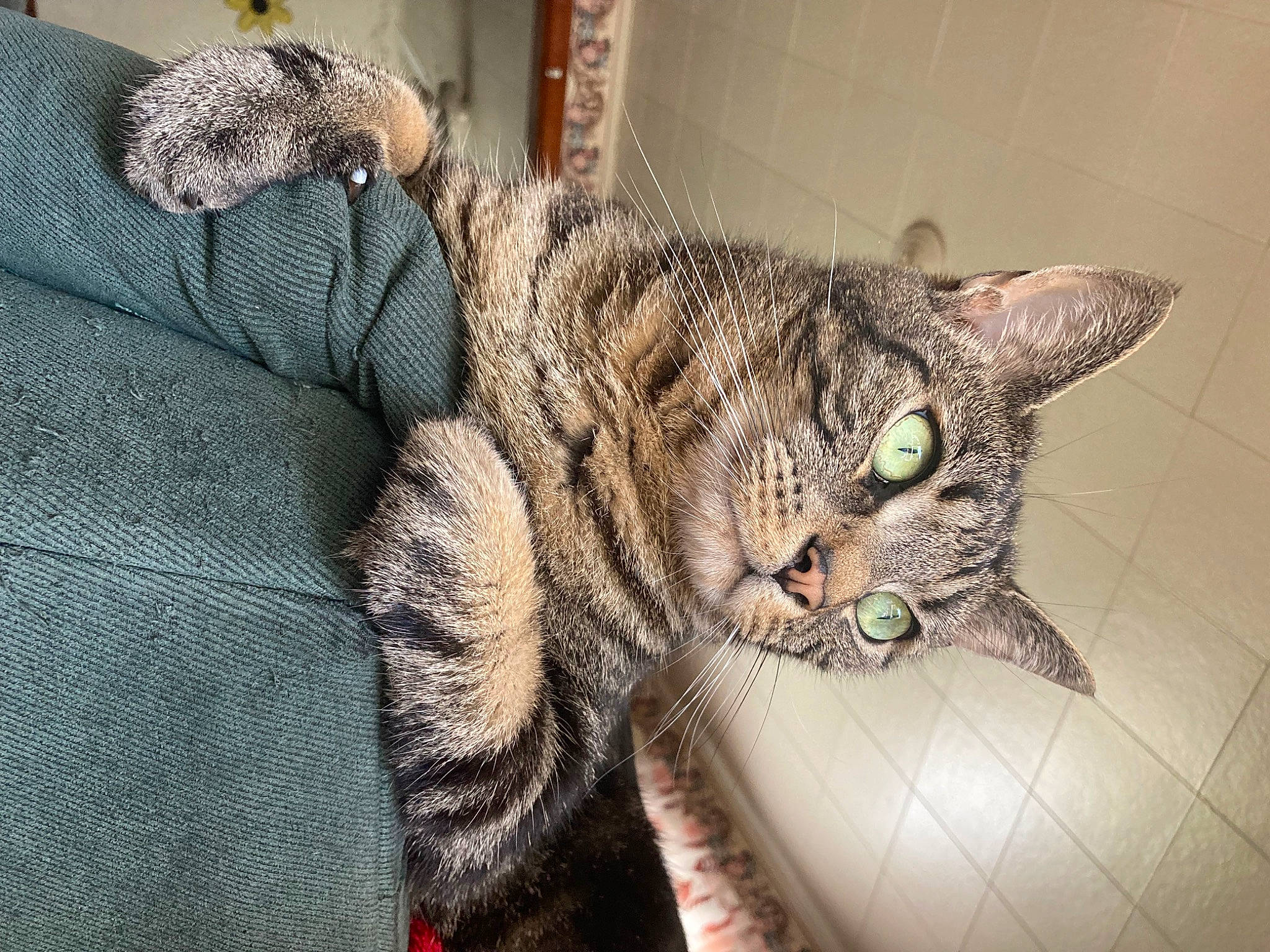 Baxter Rain is registered to the contest to win money with this photo: bobcat, carnivore, cat, claw, comfort, domestic_short_haired_cat, door, felidae, fur, grey, mammal, paw, sitting, small_to_medium_sized_cats, tail, terrestrial_animal, vertebrate, whiskers