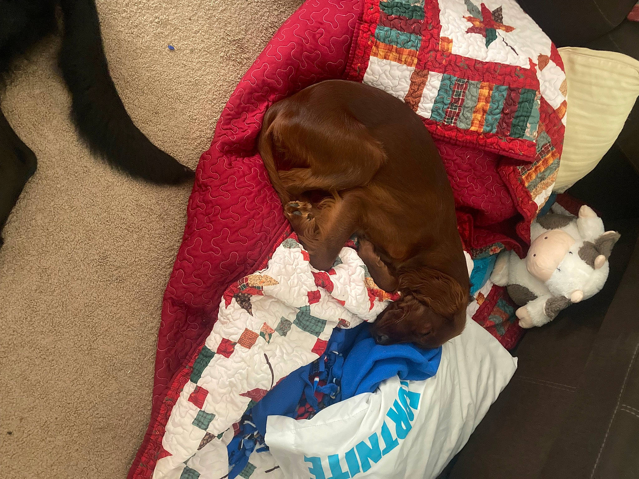 Aoife Rose is registered to the contest to win money with this photo: baby_products, carmine, child, comfort, fashion_accessory, flooring, fur, linens, magenta, pattern, plaid, polar_fleece, red, room, sleeve, tartan, textile, wool, woolen, woven_fabric