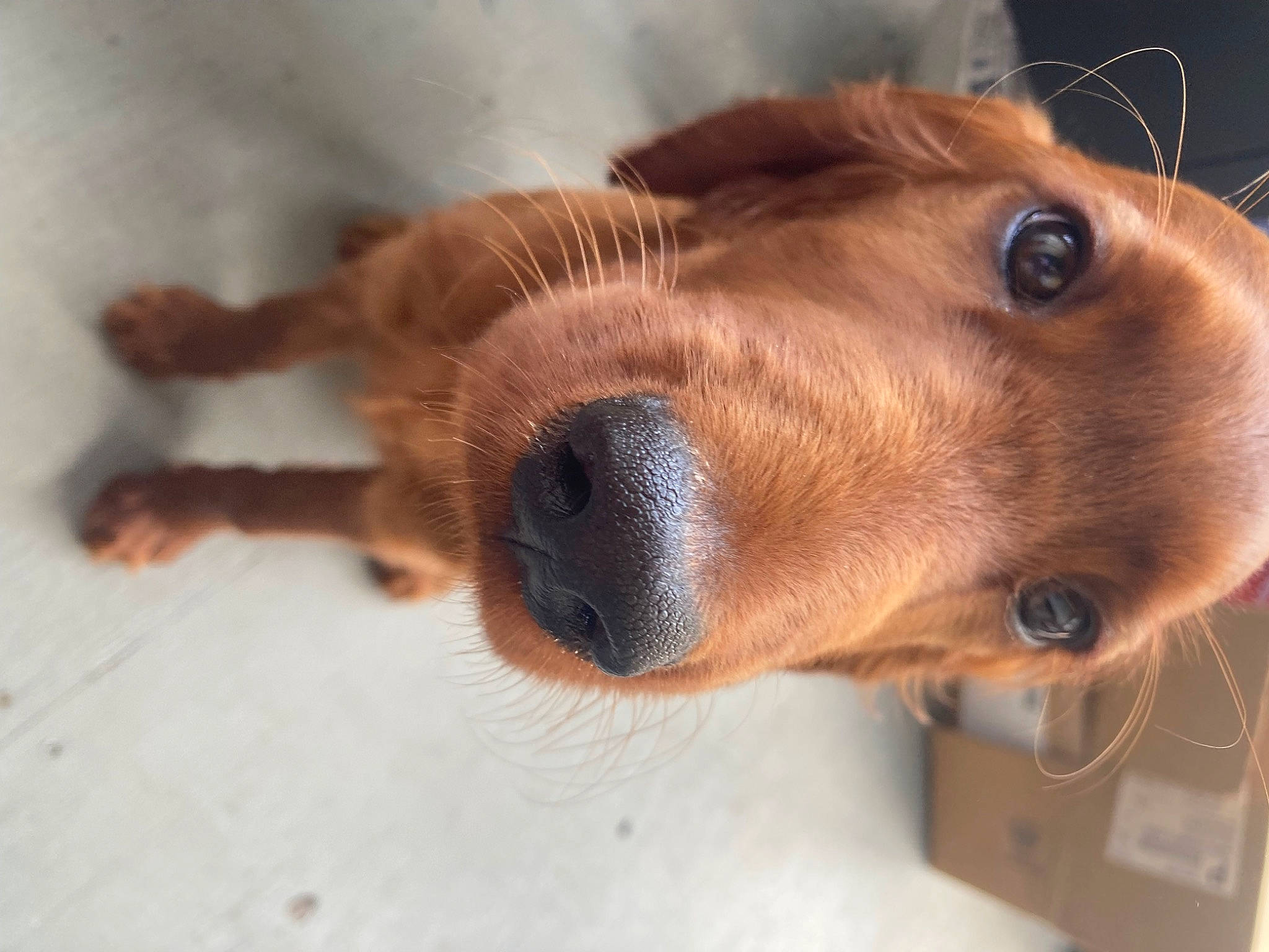 Aoife Rose is registered to the contest to win money with this photo: canidae, carnivore, companion_dog, dog, dog_breed, ear, eyelash, fawn, fur, golden_retriever, jaw, liver, paw, pet_supply, snout, sporting_group, terrestrial_animal, whiskers, wood, working_animal