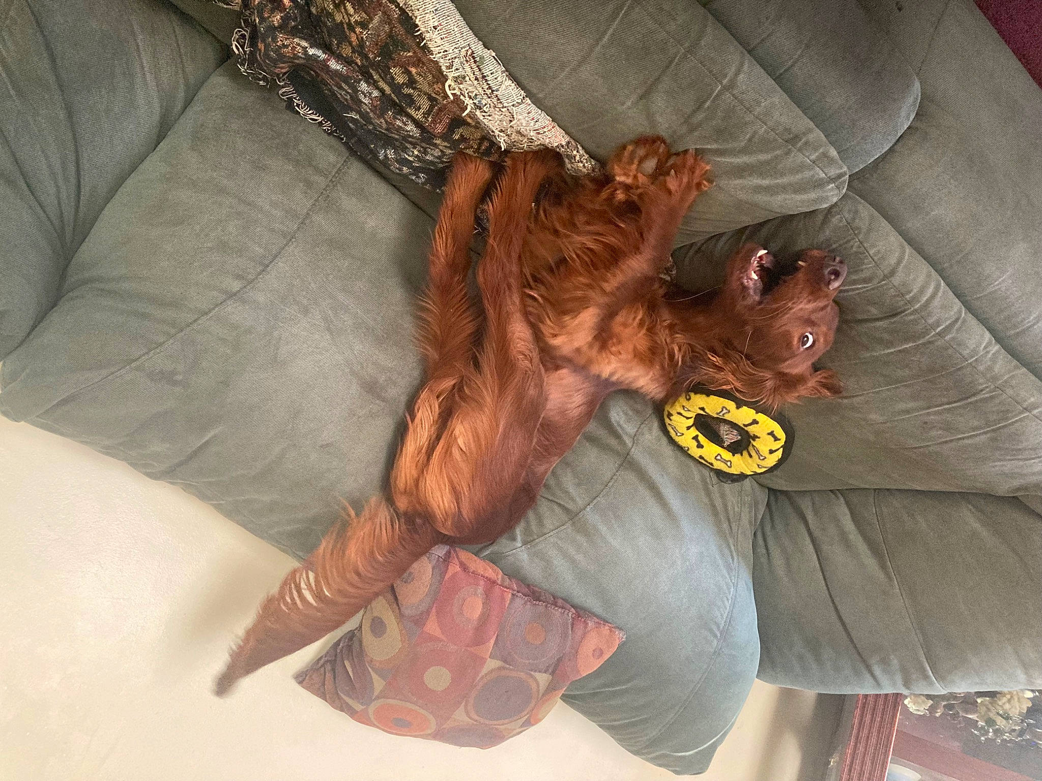 Aoife Rose joined the competition — help win amazing prizes! canidae, carnivore, comfort, companion_dog, couch, dog, dog_breed, fawn, flesh, foot, fur, human_leg, liver, snout, spaniel, sporting_group, sunglasses, thigh, working_animal, wrinkle