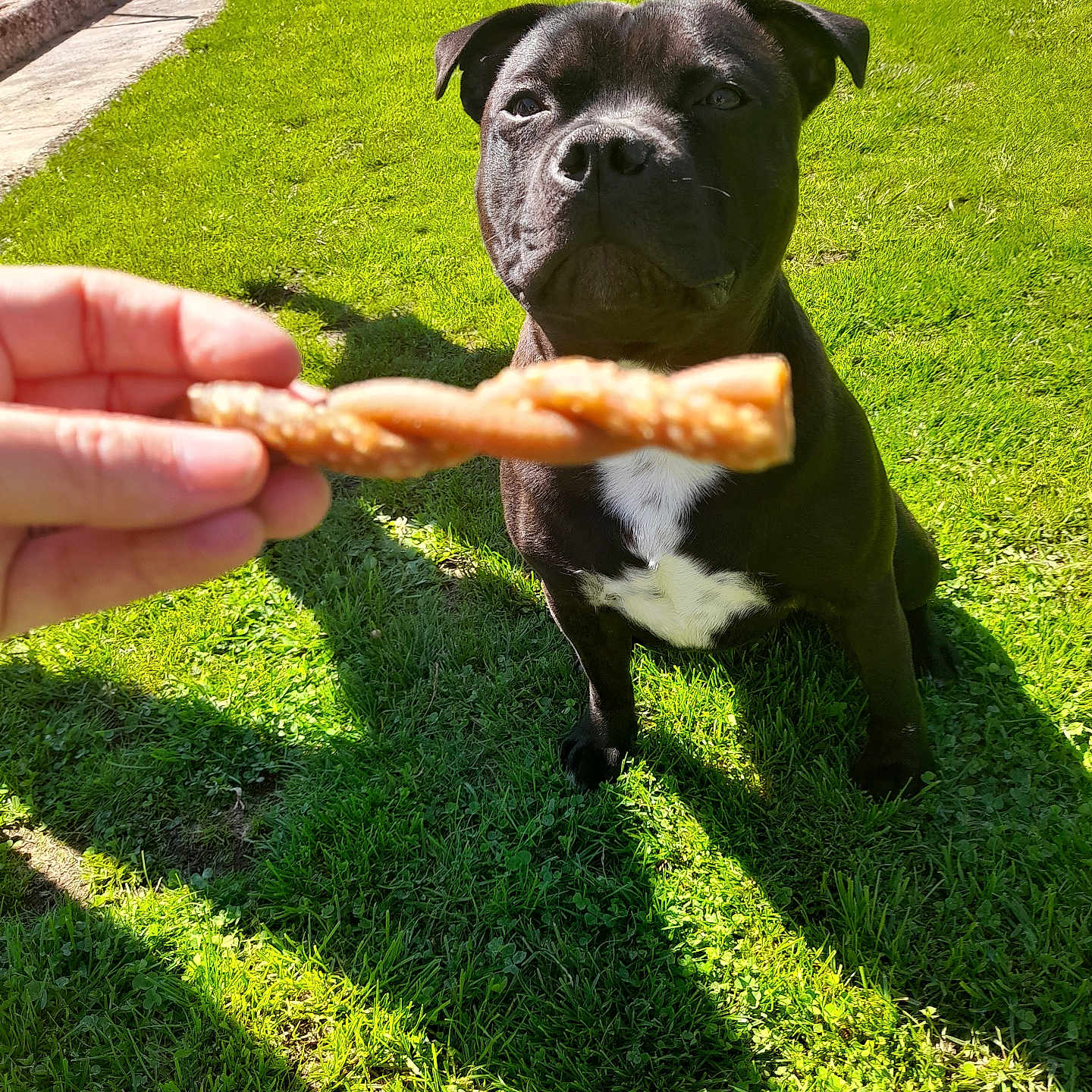 Tango a rejoint le concours — aidez-le/la à gagner de superbes lots ! animal, baby, bodypart, boxer, bread, bulldog, canine, cream, dessert, dog, finger, food, grass, hand, icing, lawn, person, pet, plant, puppy