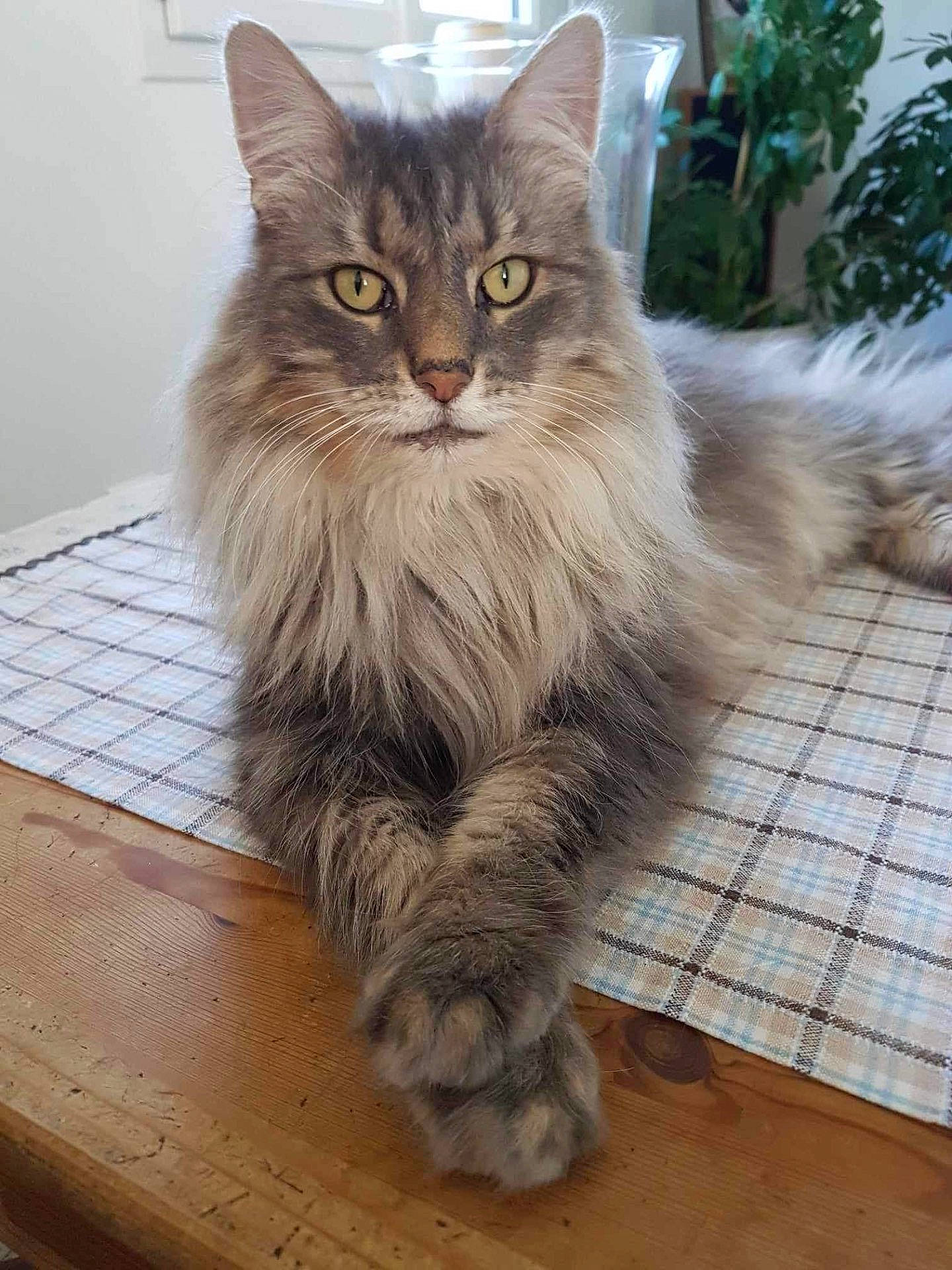 animal, cat, close_up, cloth, cute, face, fluffy, furniture, indoor, long_hair, paws, pet, plaid, plant, relaxed, table, whiskers, window, wood, yellow_eyes