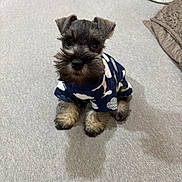 Milo is registered to the contest to win money with this photo: puppy, dog, small_dog, indoor, carpet, clothing, cute, pet, bearded, sitting, adorable, fur, ears, eyes, black, gray, patterned_clothing, floor, domestic_animal, young