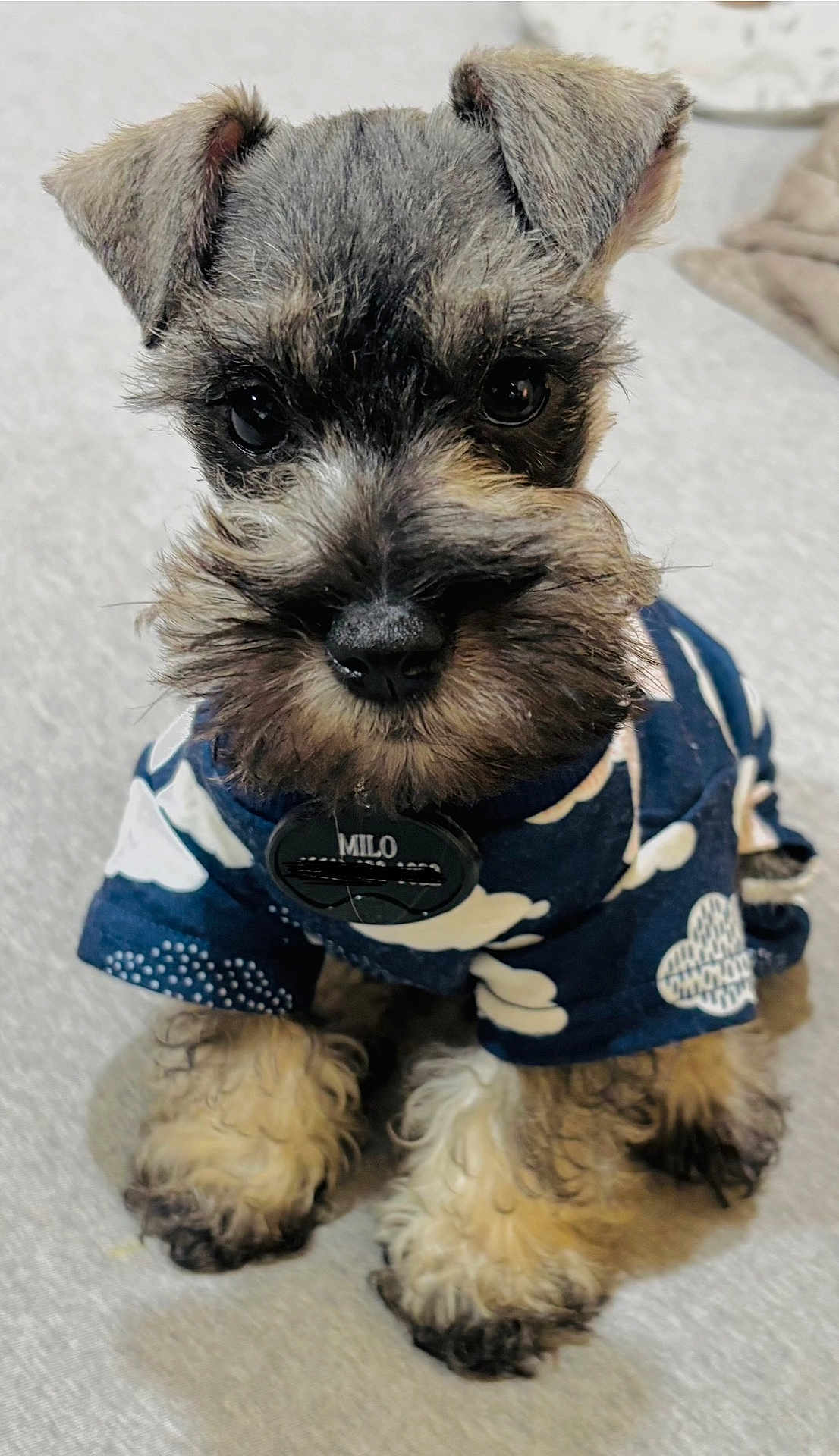 Milo joined the competition — help win amazing prizes! dog, puppy, schnauzer, pet, cute, furry, small_dog, clothing, blue_shirt, white_clouds, indoor, carpet, sitting, closeup, adorable, fluffy_paws, collar_tag, black_nose, curious_eyes, soft_light