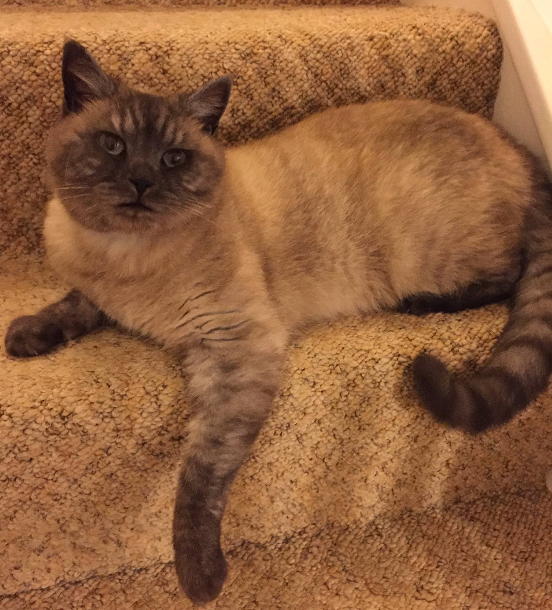 Molly is registered to the contest to win money with this photo: carnivore, cat, claw, comfort, domestic_short_haired_cat, fawn, felidae, flooring, fur, hardwood, paw, sitting, small_to_medium_sized_cats, tail, terrestrial_animal, whiskers, wildlife, wood