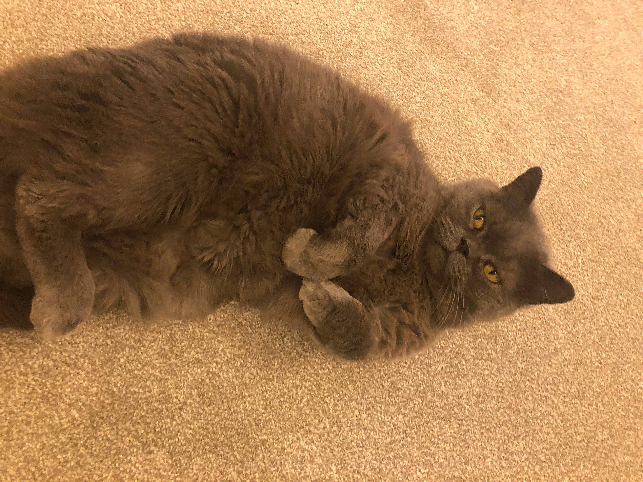 Jago joined the competition — help win amazing prizes! black_cat, carnivore, cat, cat_toy, chartreux, claw, comfort, domestic_short_haired_cat, fawn, felidae, fur, grey, nap, paw, russian_blue, small_to_medium_sized_cats, snout, tail, terrestrial_animal, whiskers