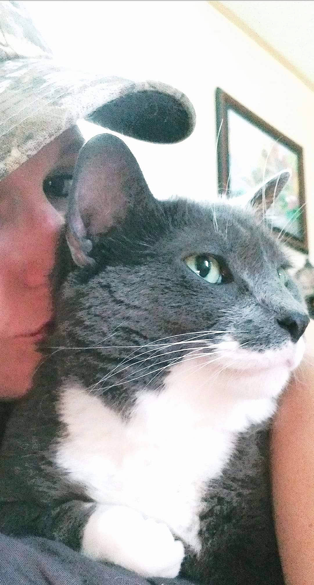 Bucky Boy joined the competition — help win amazing prizes! carnivore, cat, chartreux, domestic_short_haired_cat, felidae, mammal, russian_blue, small_to_medium_sized_cats, snout, whiskers