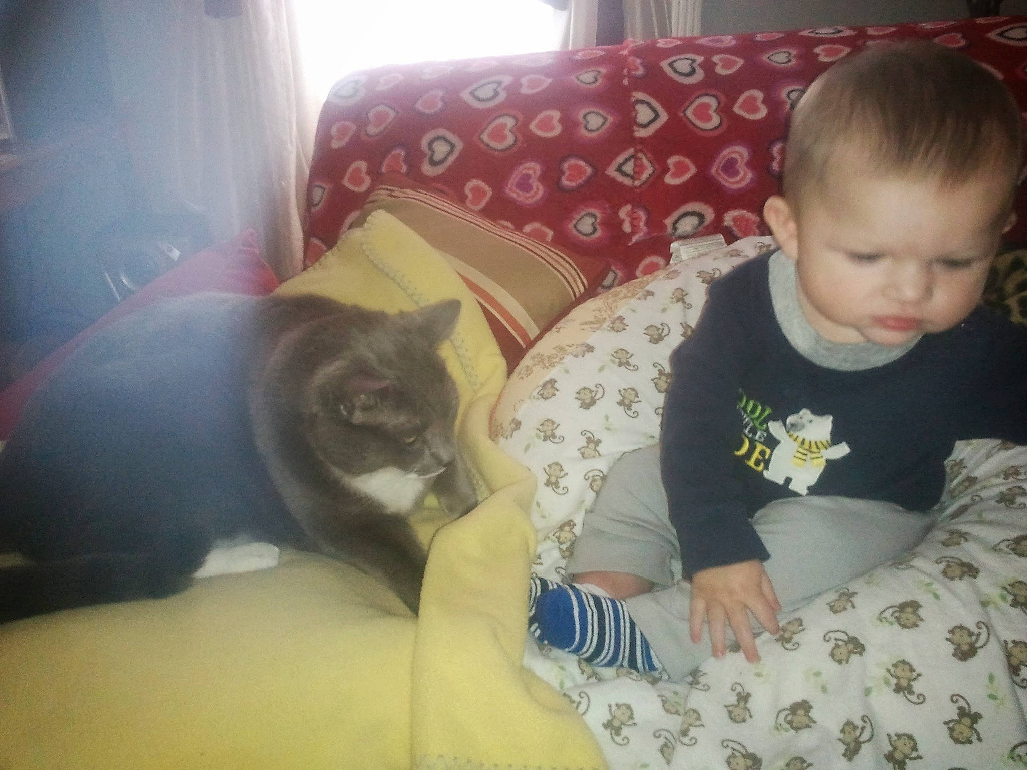 Bucky Boy is registered to the contest to win money with this photo: baby, cat, cheek, child, cloud, ear, fawn, felidae, head, human, kitten, lap, love, nap, nose, play, skin, small_to_medium_sized_cats, smile, toddler