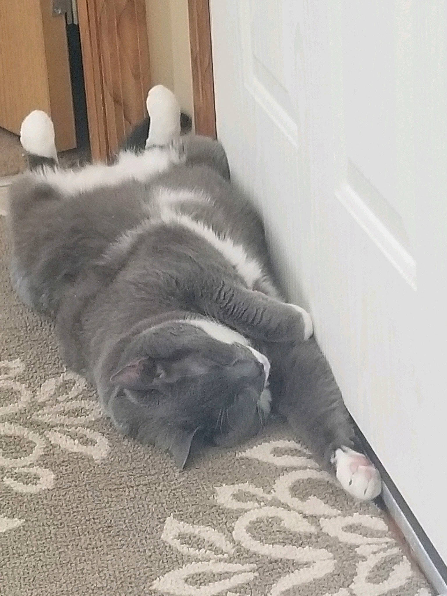 Bucky Boy joined the competition — help win amazing prizes! british_shorthair, canidae, carnivore, cat, chartreux, companion_dog, dog_breed, fawn, felidae, korat, nap, paw, pug, russian_blue, small_to_medium_sized_cats, snout, tail, whiskers