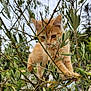 adventure, animal, branches, cat, closeup, curious, daylight, exploration, feline, greenery, kitten, leaves, nature, orange_cat, outdoor, pet, playful, tree, wildlife, young