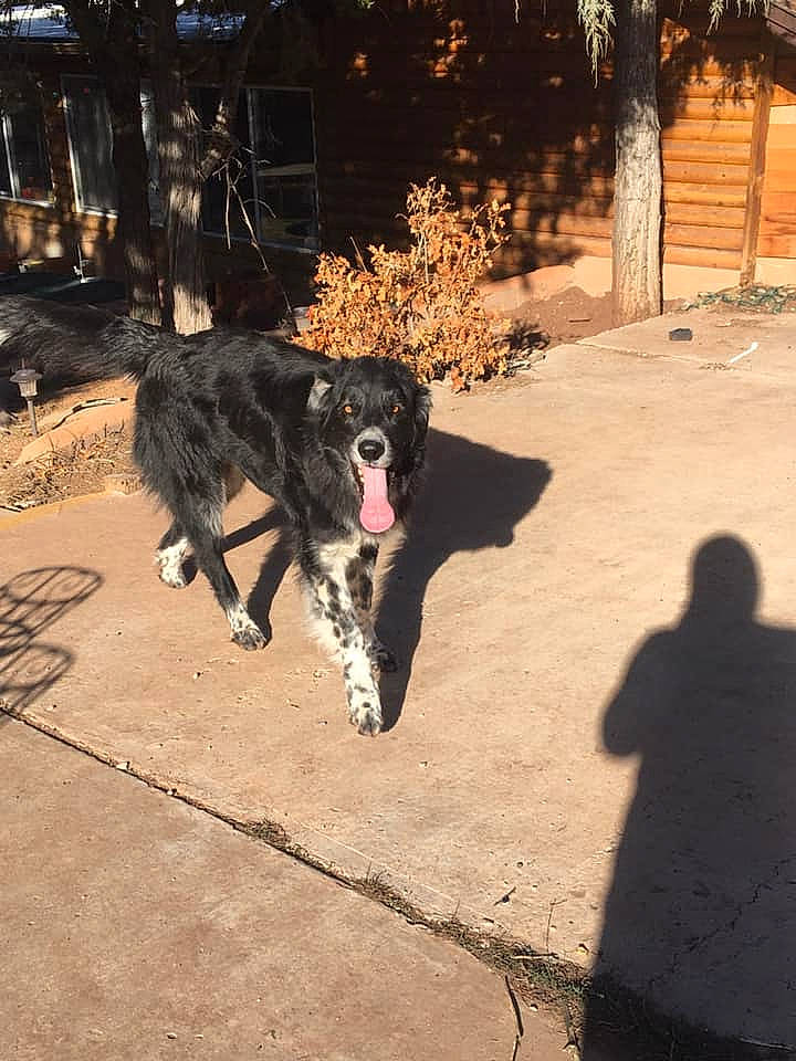 Vladimir is registered to the contest to win money with this photo: canidae, carnivore, dog, dog_breed, large_munsterlander, mammal, sporting_group, stabyhoun, street_dog, vertebrate