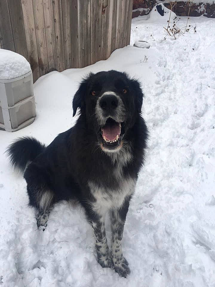 Vladimir is registered to the contest to win money with this photo: bakharwal_dog, borador, canidae, carnivore, carpathian_shepherd_dog, dog, dog_breed, gaddi_kutta, karakachan_dog, mammal, newfoundland, rare_breed_dog, snow, sporting_group, vertebrate, winter