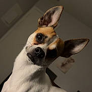 Peanut Butter is registered to the contest to win money with this photo: attention, bedroom, black_nose, brown_spot, ceiling, close_up, curious, cute, dog, domestic_animal, head_tilt, indoor, perky_ears, pet, photography, portrait, small_dog, wall_art, whiskers, white_fur