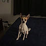 Peanut Butter is registered to the contest to win money with this photo: backpack, bed, bedroom, bedspread, brown_fur, chihuahua, curtains, dark, dog, ears_up, indoor, looking_at_camera, night, paws, pet, portrait_orientation, sitting, small_dog, tail_blur, white_fur