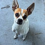 animal, big_eyes, brown_markings, chihuahua, close_up, companion, concrete_floor, curious, cute, dog, looking_up, outdoor, paws, pet, pointy_ears, porch, portrait, small_dog, whiskers, white_coat