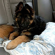 Asko a rejoint le concours — aidez-le/la à gagner de superbes lots ! puppy, dog, german_shepherd, pet, animal, car_interior, backseat, blanket, fur, ears, leash, resting, cute, young, domestic_animal, canine, companionship, curious, indoors, comfort