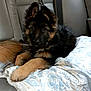 animal, backseat, blanket, canine, car_interior, comfort, companionship, curious, cute, dog, domestic_animal, ears, fur, german_shepherd, indoors, leash, pet, puppy, resting, young