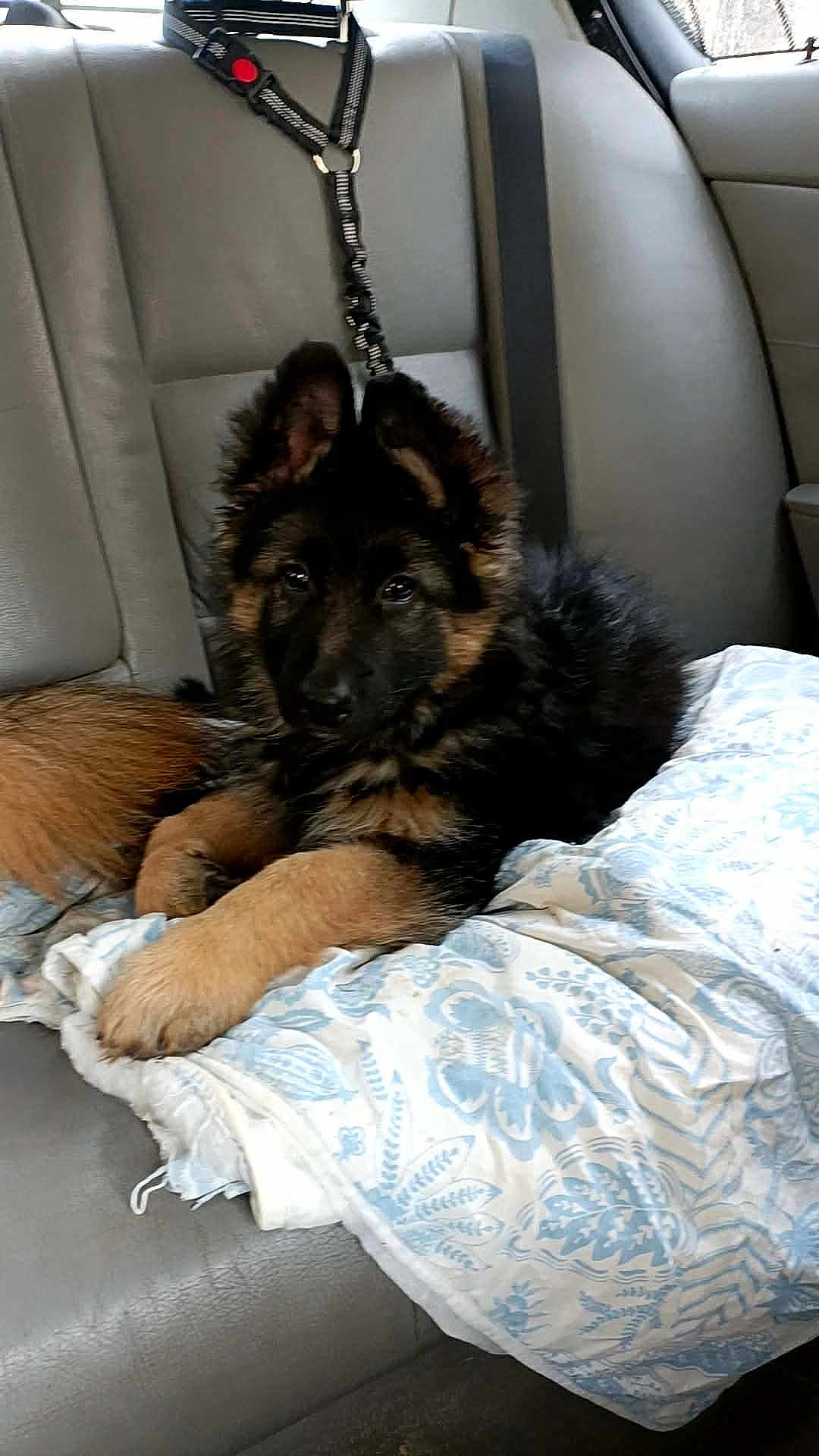 Asko a rejoint le concours — aidez-le/la à gagner de superbes lots ! puppy, dog, german_shepherd, pet, animal, car_interior, backseat, blanket, fur, ears, leash, resting, cute, young, domestic_animal, canine, companionship, curious, indoors, comfort