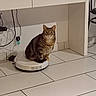 Nala a rejoint le concours — aidez-le/la à gagner de superbes lots ! cat, tabby_cat, robotic_vacuum, floor, tile_floor, kitchen, cabinet, white_cabinet, pet, indoor, curious, sitting, feline, animal, home, technology, cleaner, cords, appliance, floor_tile
