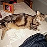 cat, tabby, table, tablecloth, indoor, furniture, framed_photo, spray_bottle, chair, sleepy, pet, striped, domestic_cat, resting, brown, black, patterned, household, relaxed, animal
