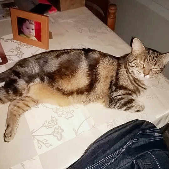 Nala a rejoint le concours — aidez-le/la à gagner de superbes lots ! cat, tabby, table, tablecloth, indoor, furniture, framed_photo, spray_bottle, chair, sleepy, pet, striped, domestic_cat, resting, brown, black, patterned, household, relaxed, animal