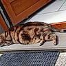 cat, tabby, sleeping, doorstep, wooden_door, tile_floor, outdoor, pet, animal, resting, fur, striped, side_view, quiet, relaxing, daylight, home, doorframe, concrete, mat
