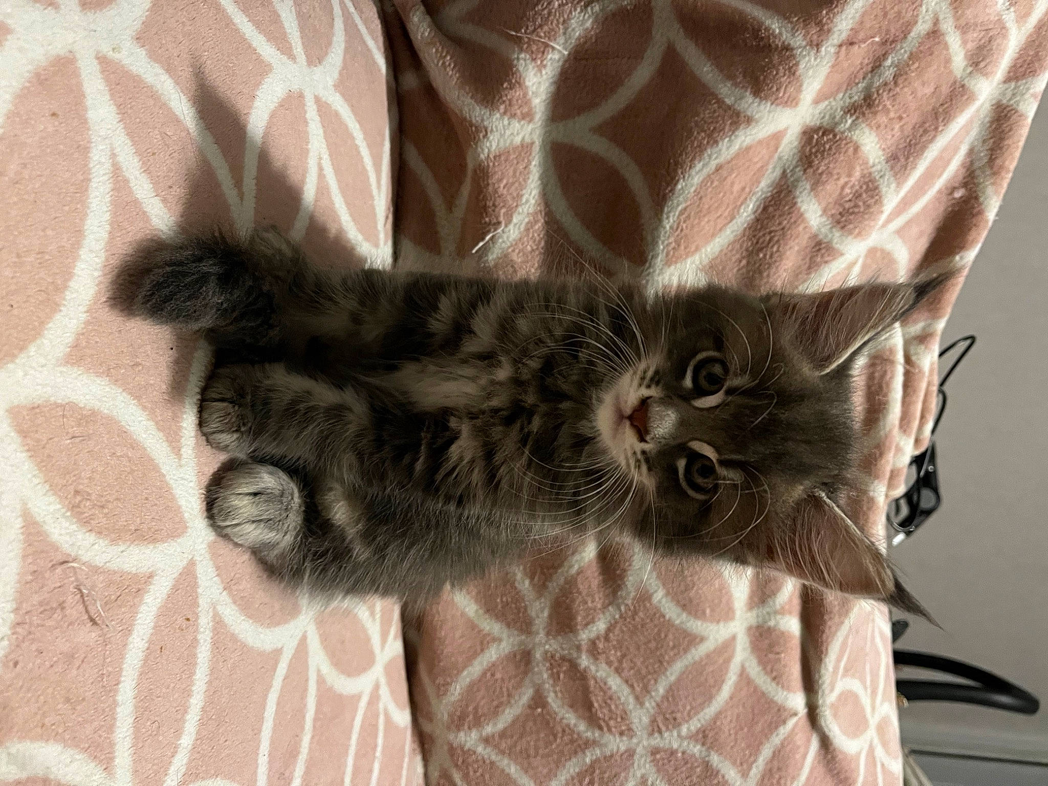 Timal participe au concours pour gagner de l'argent avec cette photo : black_cat, carnivore, cat, cat_bed, claw, comfort, domestic_short_haired_cat, fawn, felidae, fur, gesture, grey, pattern, paw, small_to_medium_sized_cats, snout, tail, terrestrial_animal, textile, whiskers