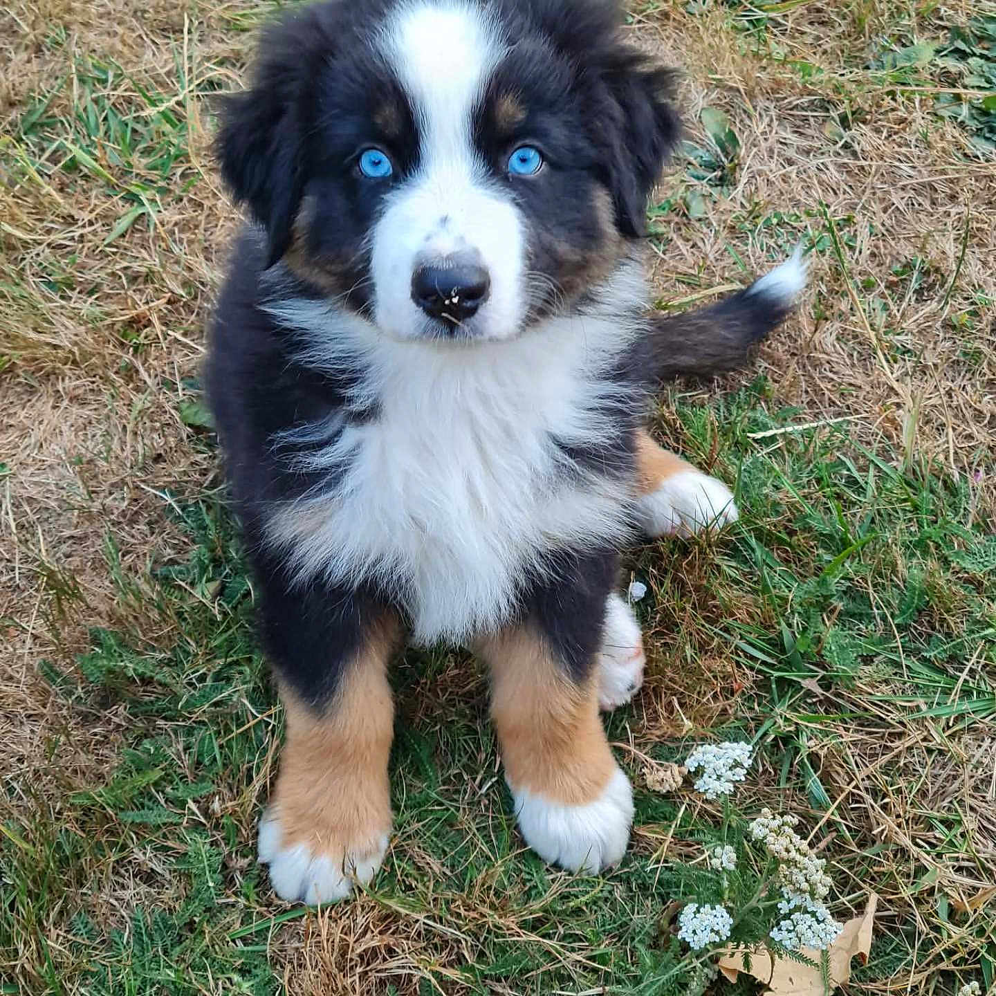Blue participe au concours pour gagner de l'argent avec cette photo : puppy, dog, blue_eyes, fluffy, grass, outdoor, nature, animal, cute, pet, sitting, young, fur, brown, black, white, attention, adorable, canine, playful
