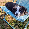 Blue a rejoint le concours — aidez-le/la à gagner de superbes lots ! puppy, dog, blue_eyes, outdoor, chair, grass, sunlight, relaxed, black_and_white, brown, pet, cute, young_dog, resting, animal, mesh_chair, summer, nature, close_up, lying_down