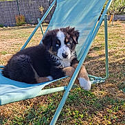 Blue a rejoint le concours — aidez-le/la à gagner de superbes lots ! puppy, dog, blue_eyes, outdoor, chair, grass, sunlight, garden, fence, relaxing, cute, pet, summer, nature, young_dog, fluffy, black_fur, white_fur, brown_fur, resting