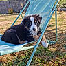 puppy, dog, blue_eyes, outdoor, chair, grass, sunlight, garden, fence, relaxing, cute, pet, summer, nature, young_dog, fluffy, black_fur, white_fur, brown_fur, resting