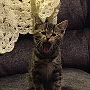 Gizmo is registered to the contest to win money with this photo: abyssinian, animal, architecture, blanket, bodypart, building, cat, chair, clothing, couch, cushion, furniture, hat, homedecor, indoors, kitten, manx, mouth, person, pet